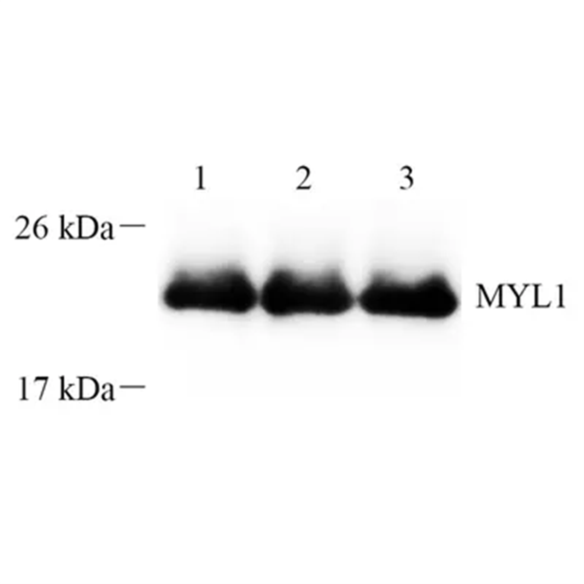 /Content/Upload/Product/GB112474-1_1200.png