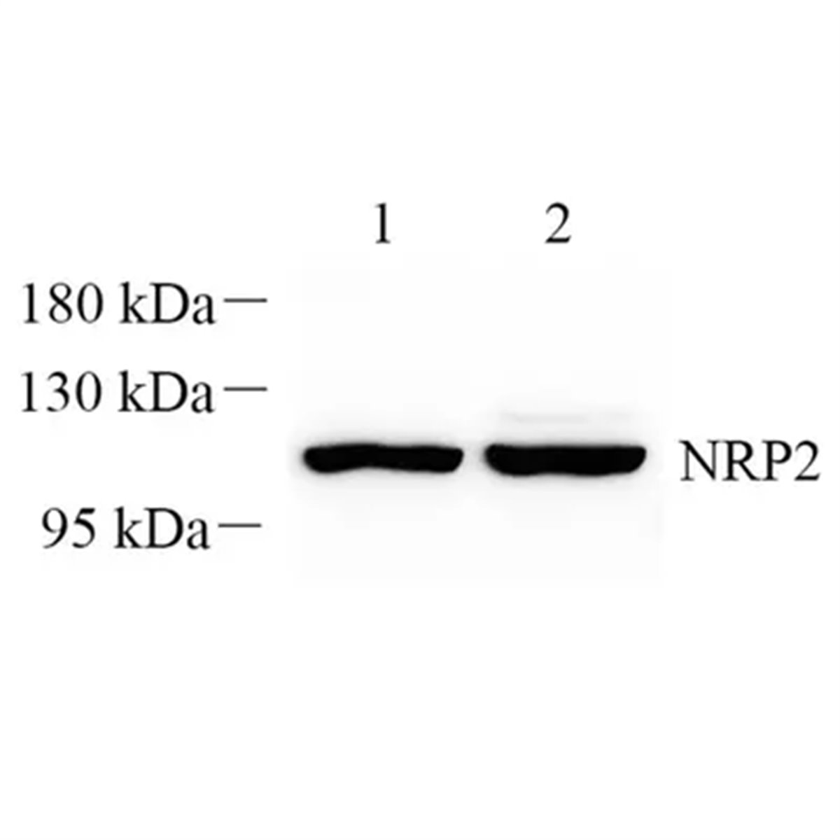 /Content/Upload/Product/GB112499-1_1200.png