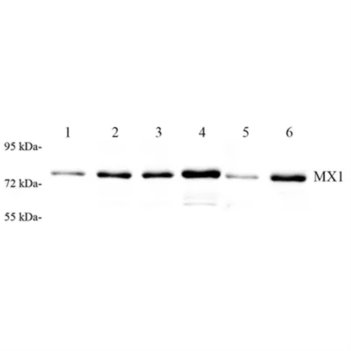 /Content/Upload/Product/GB112553_1200.png