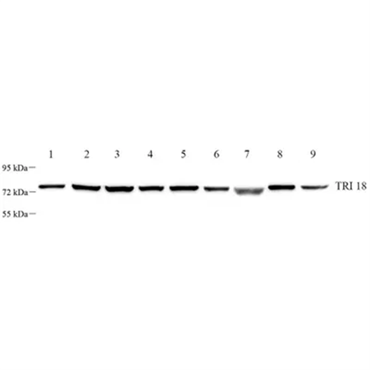 /Content/Upload/Product/GB112569_1200.png