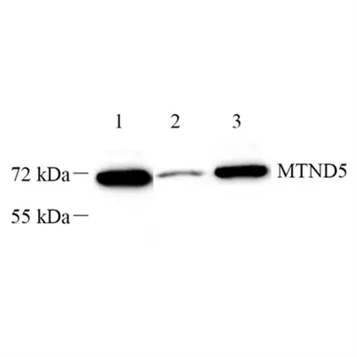 /Content/Upload/Product/GB112639_1200.png
