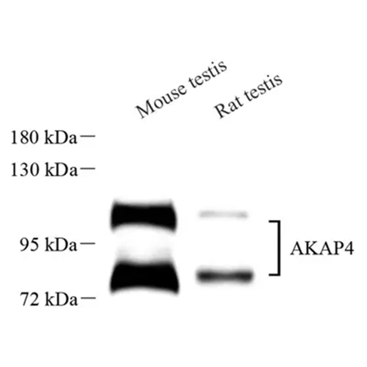 /Content/Upload/Product/GB113559_1200.png