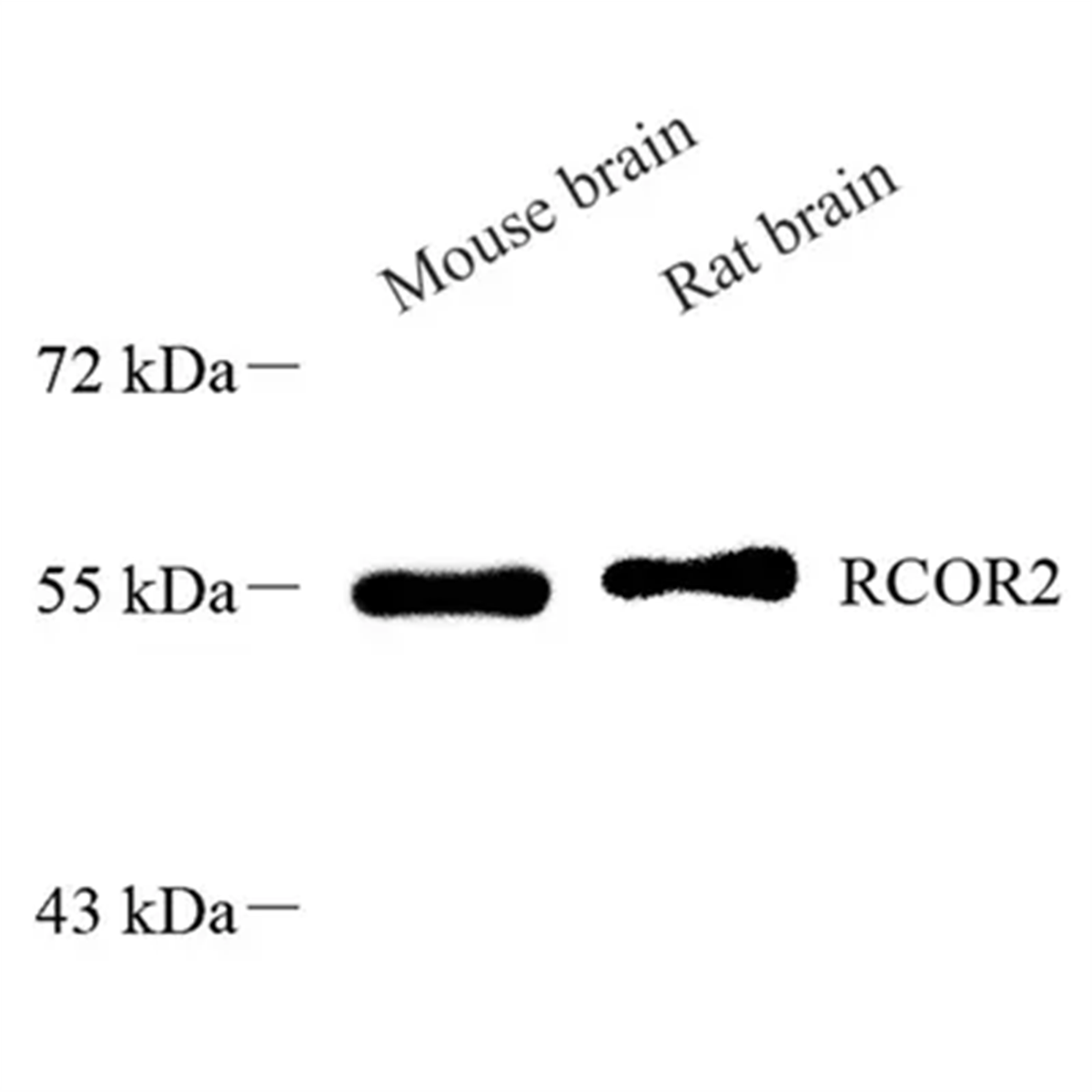 /Content/Upload/Product/GB113577_1200.png