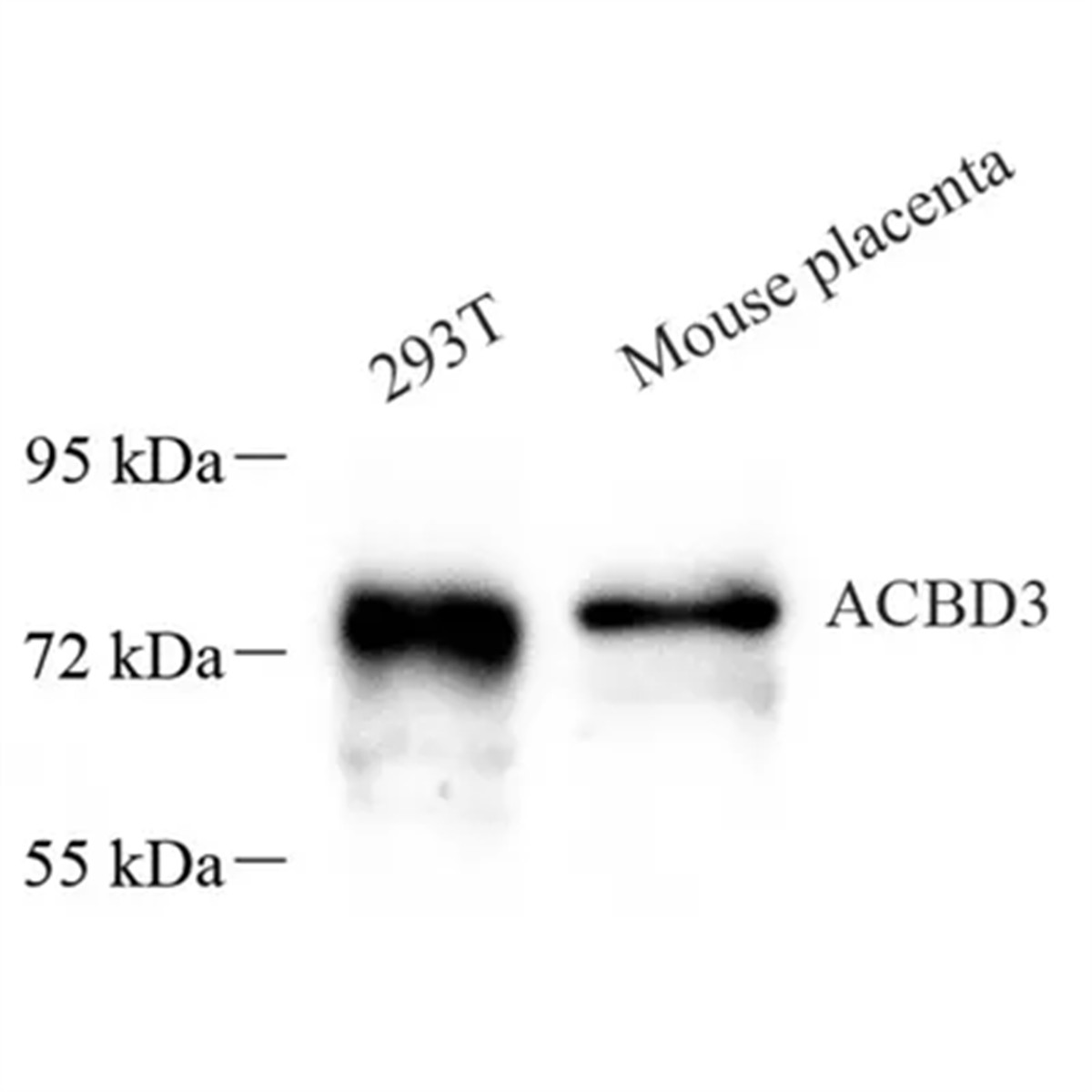 /Content/Upload/Product/GB113579_1200.png