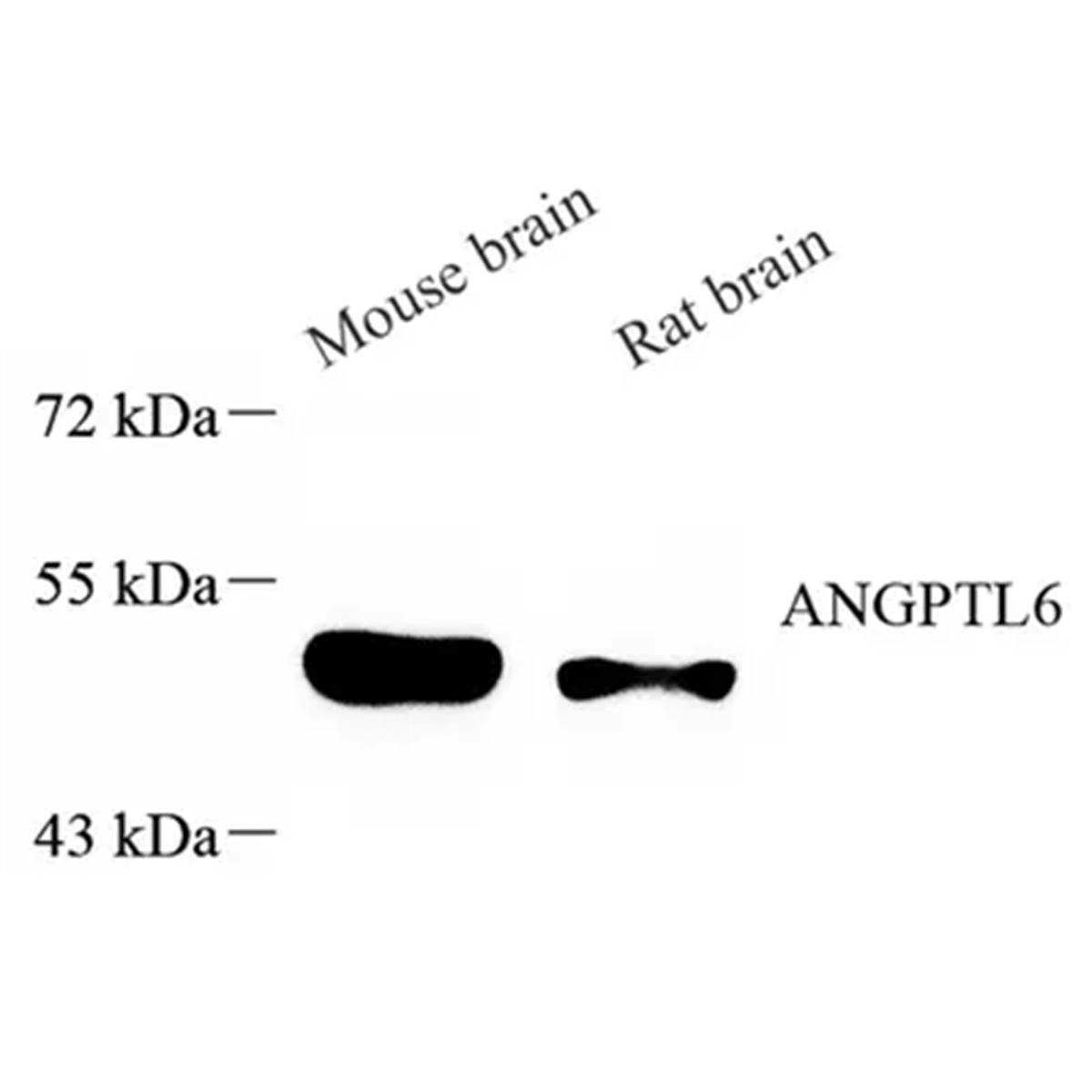 /Content/Upload/Product/GB113580_1200.png