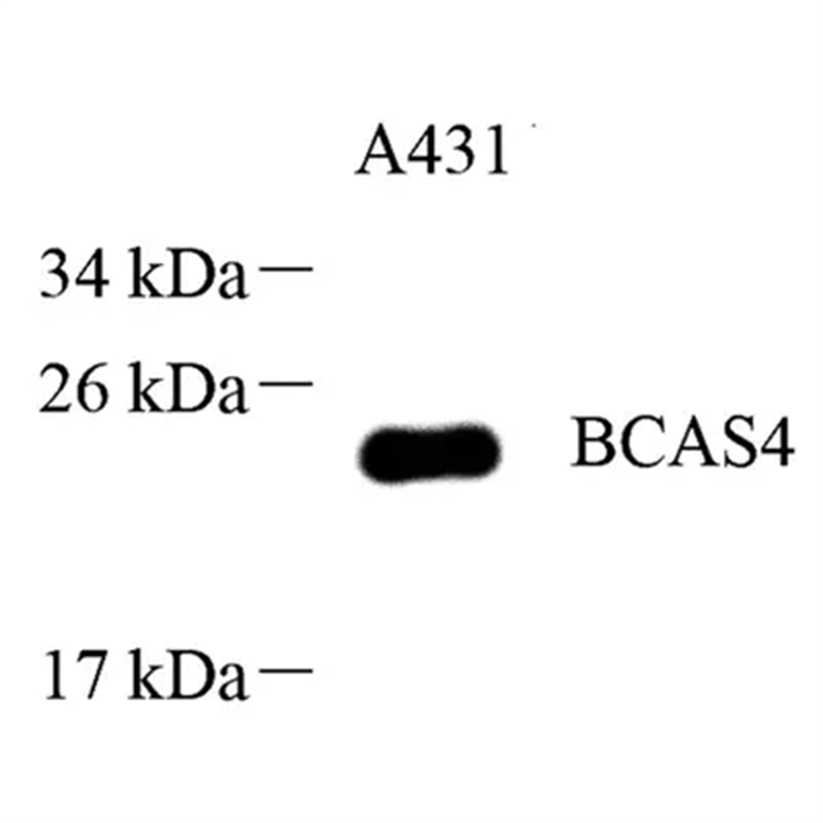 /Content/Upload/Product/GB113607_1200.png