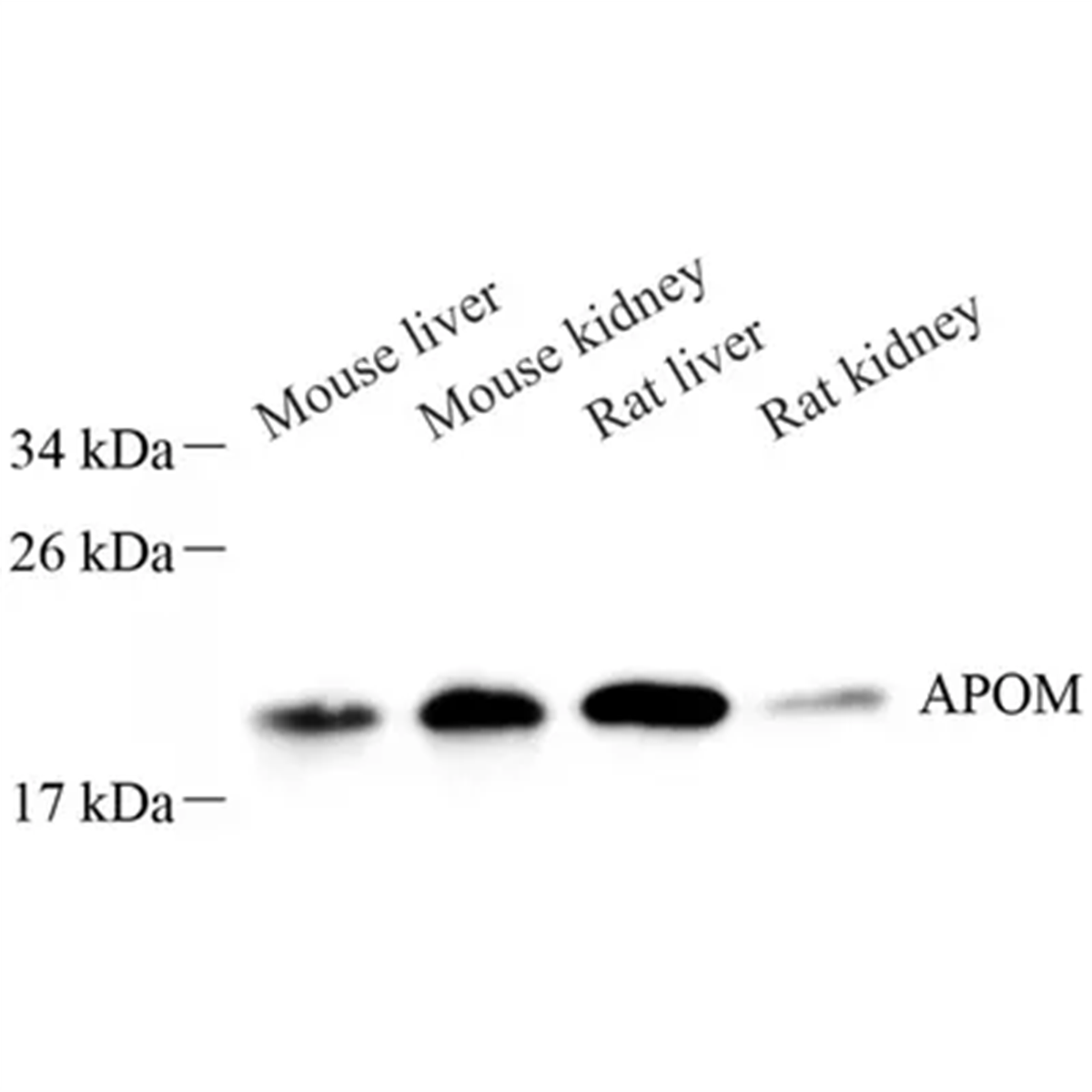 /Content/Upload/Product/GB113632_1200.png