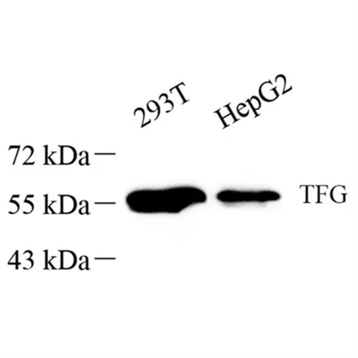 /Content/Upload/Product/GB113643_1200.png