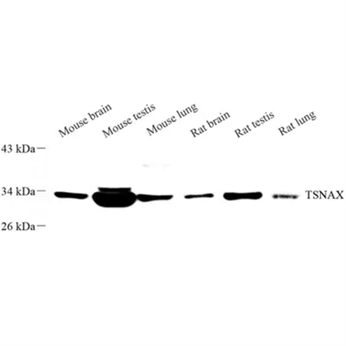 /Content/Upload/Product/GB113645_1200.png