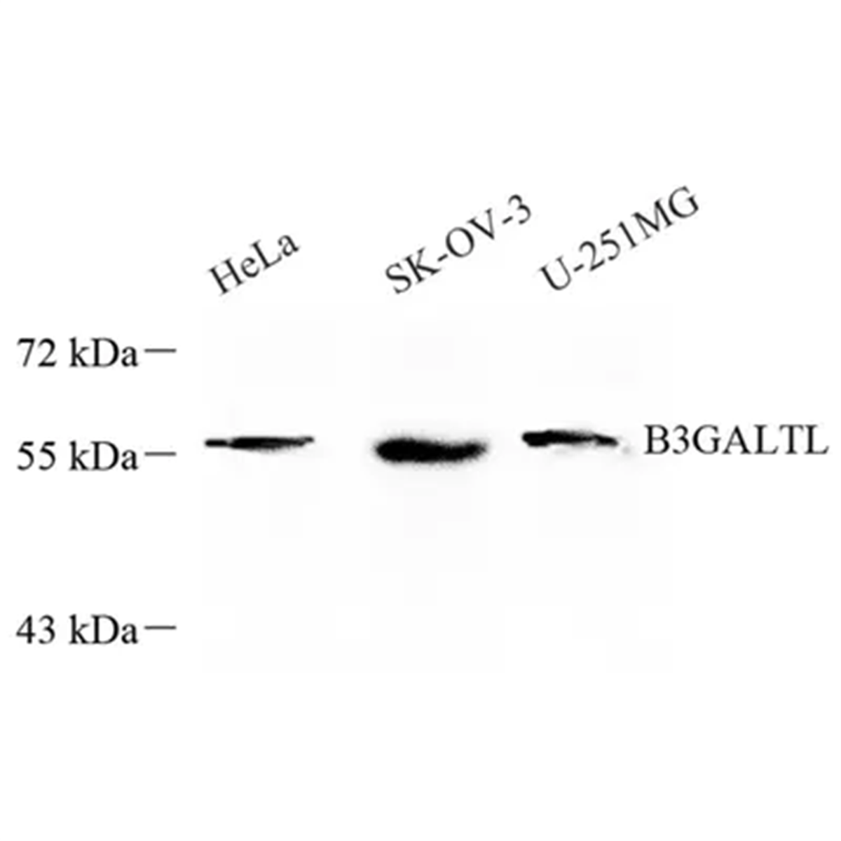 /Content/Upload/Product/GB113661_1200.png