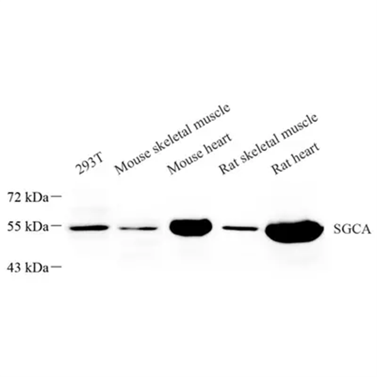 /Content/Upload/Product/GB113664_1200.png