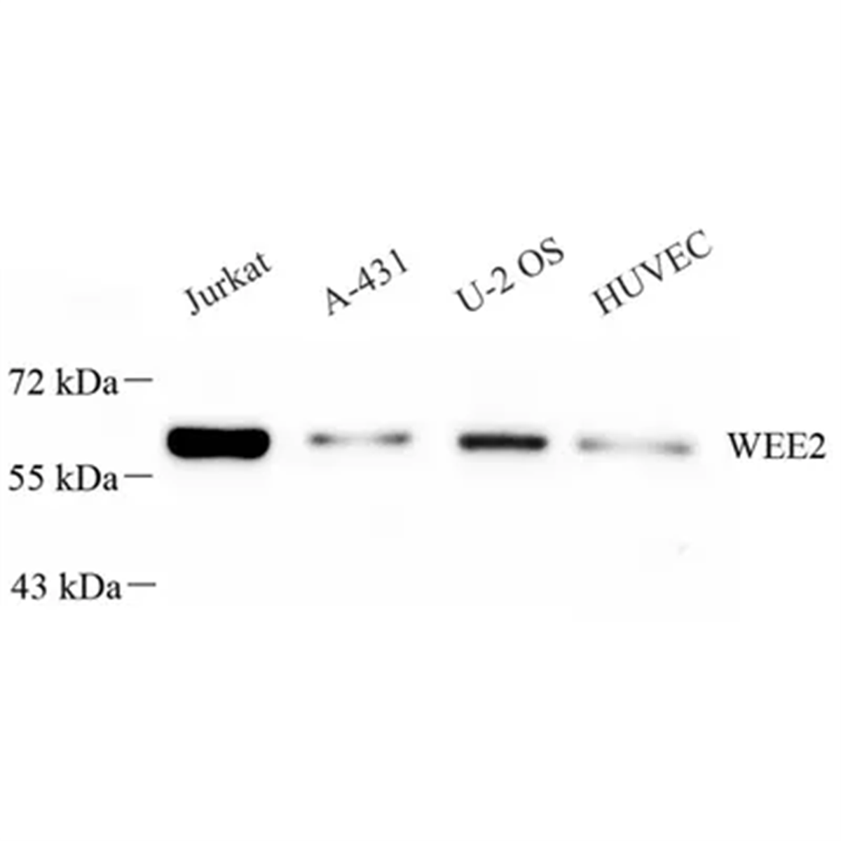 /Content/Upload/Product/GB113669_1200.png