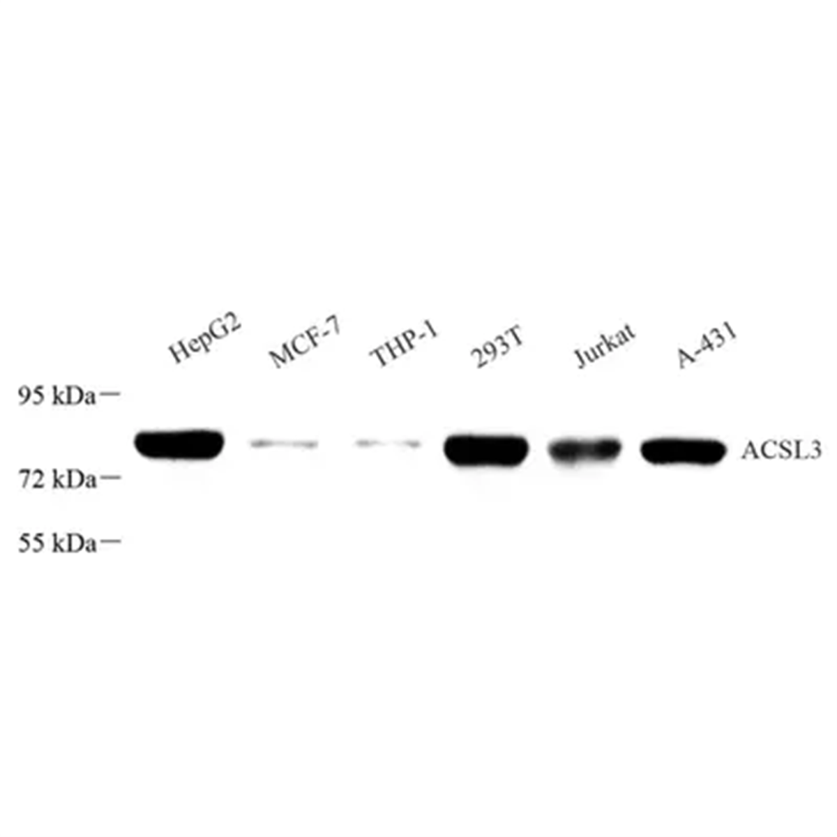 /Content/Upload/Product/GB113698_1200.png