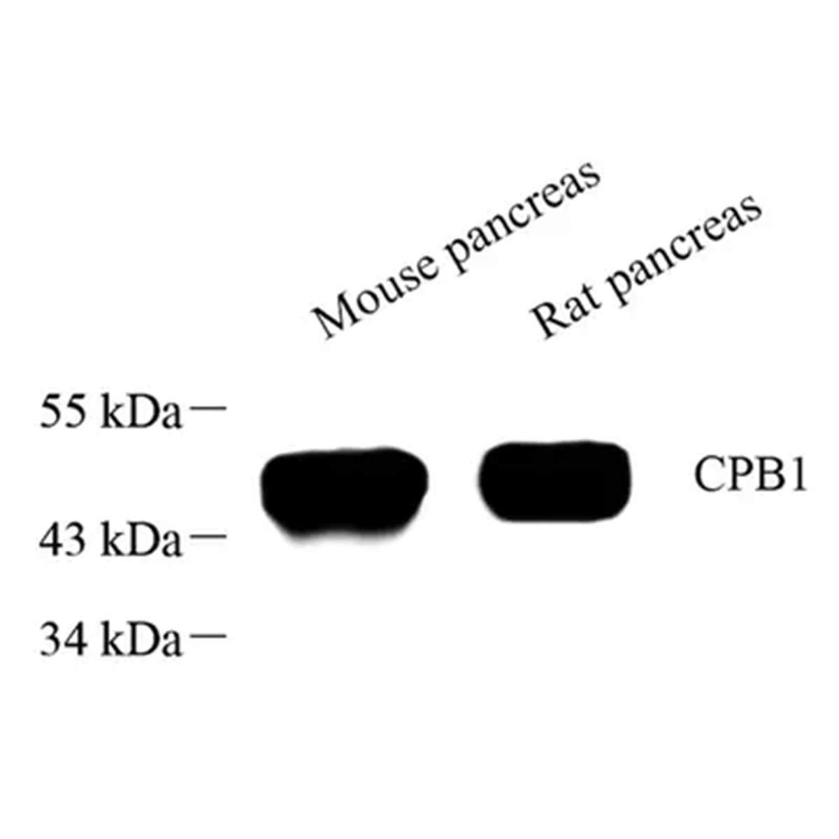 /Content/Upload/Product/GB113716_1200.png