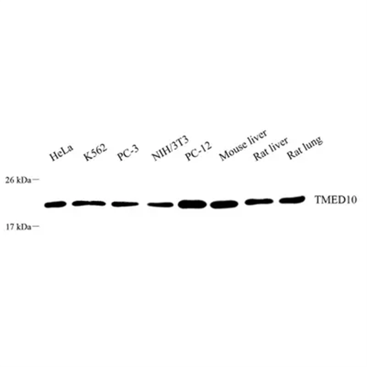 /Content/Upload/Product/GB113721_1200.png