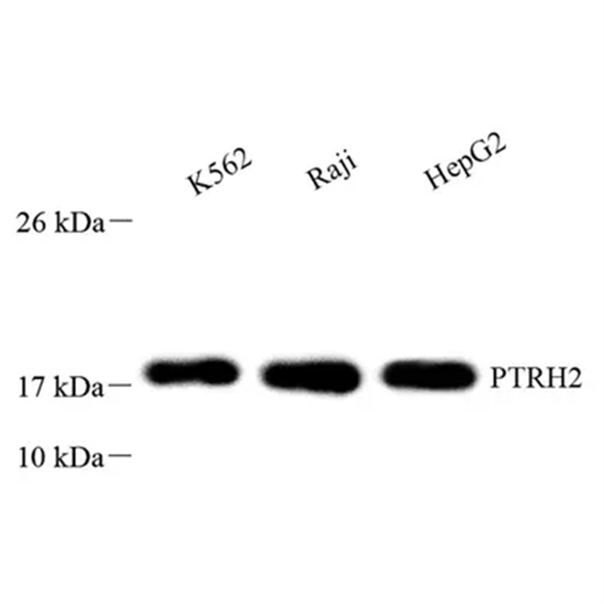 /Content/Upload/Product/GB113740_1200.png