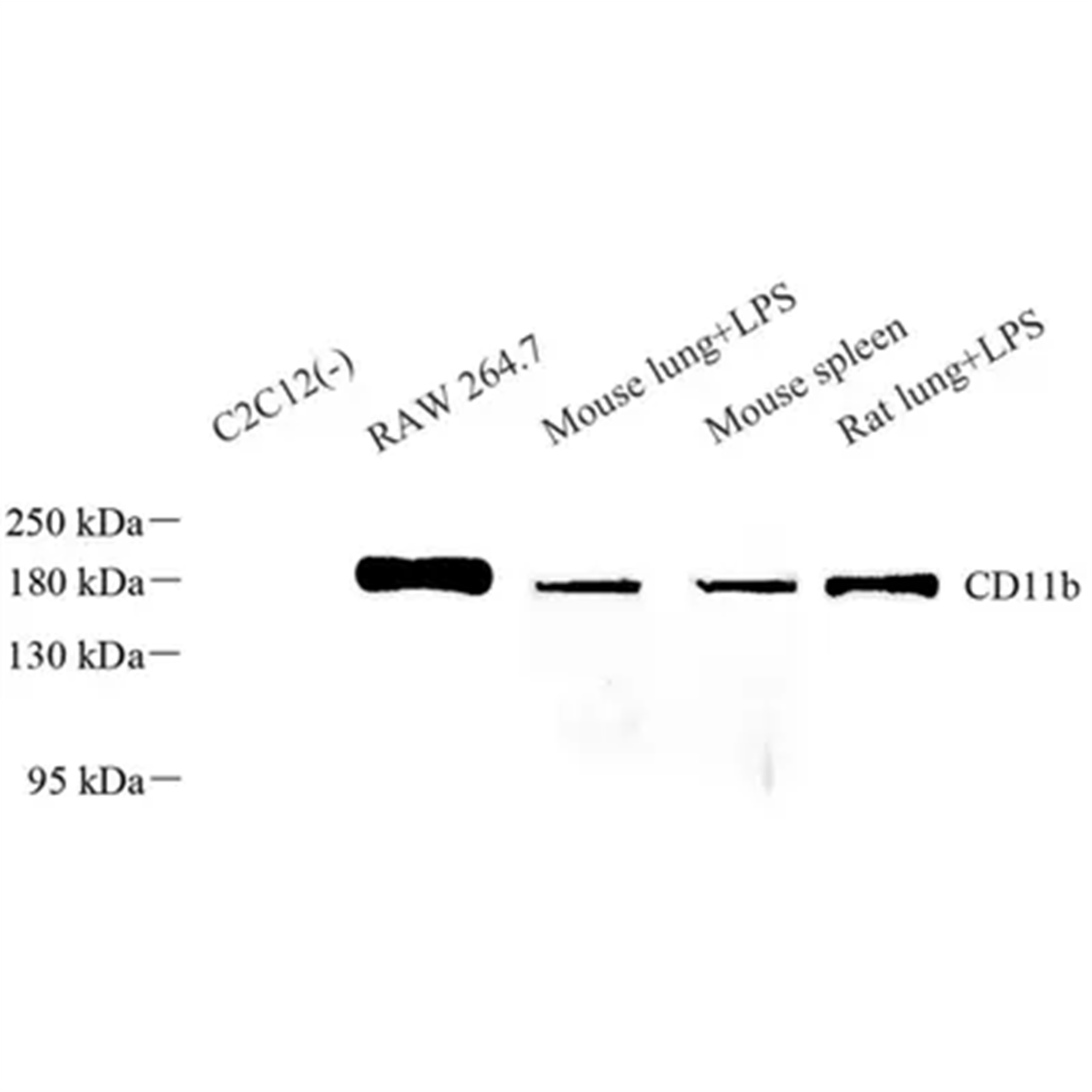 /Content/Upload/Product/GB113743_1200.png