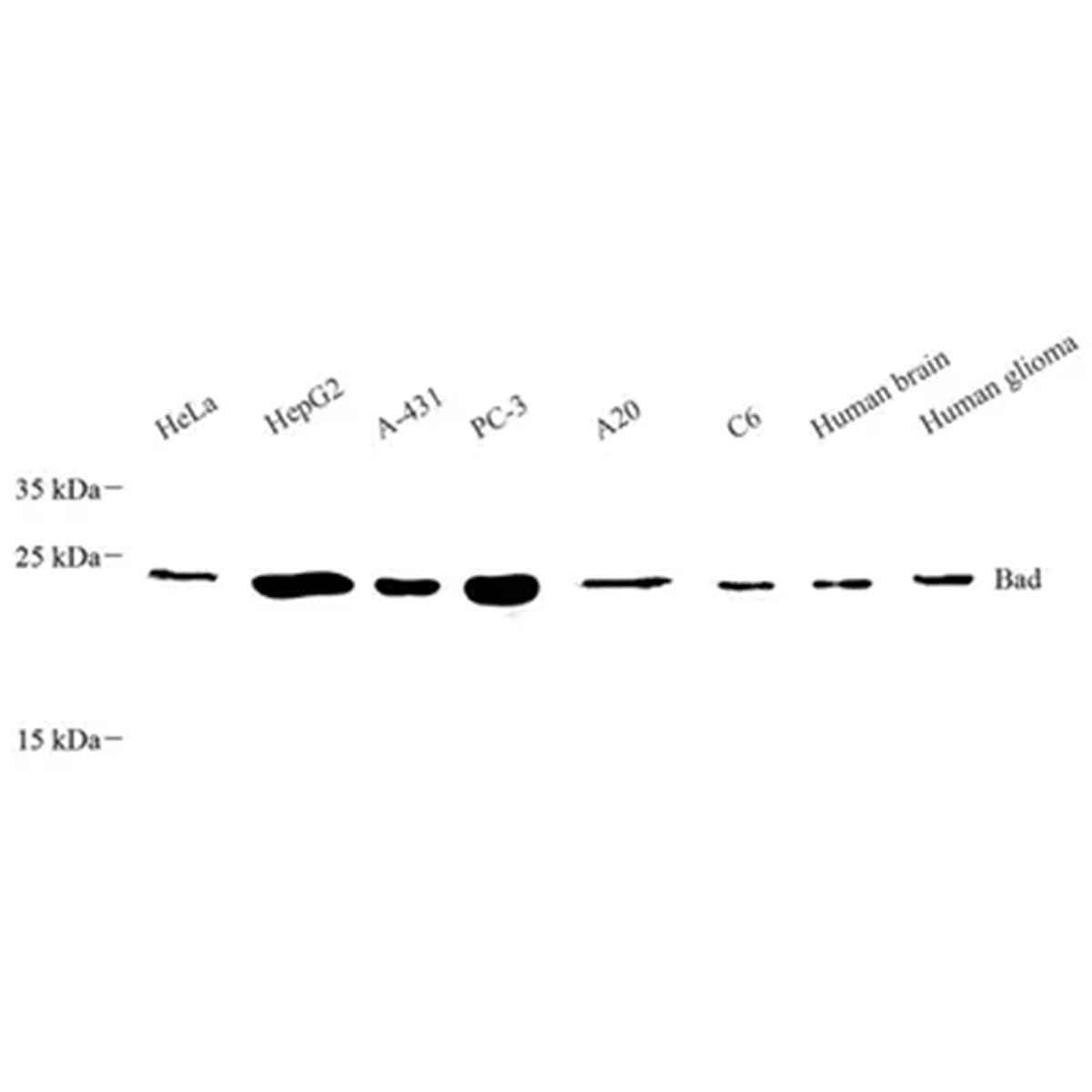 /Content/Upload/Product/GB113746_1200.png