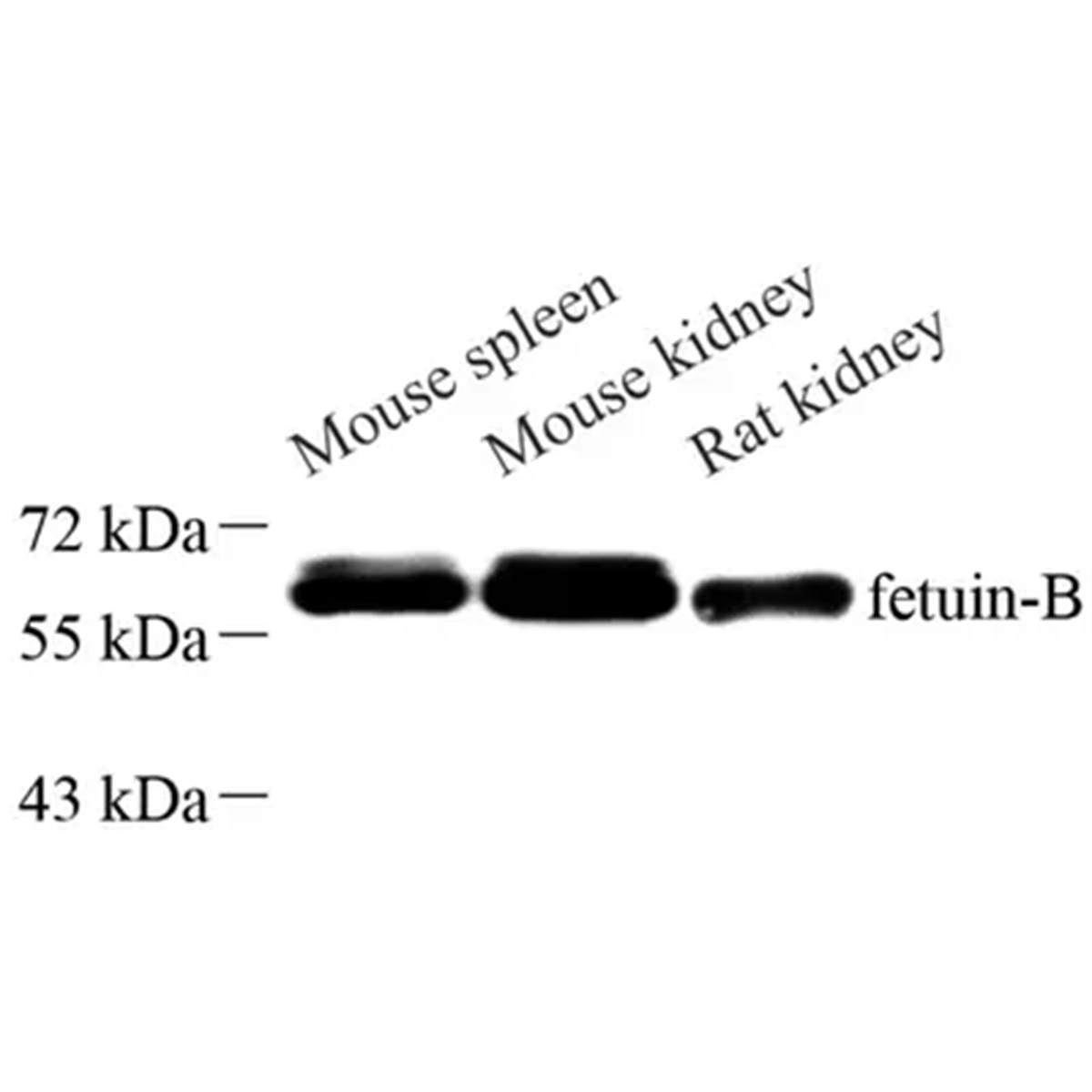 /Content/Upload/Product/GB113754_1200.png