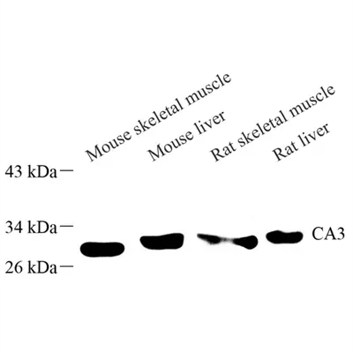/Content/Upload/Product/GB113775_1200.png