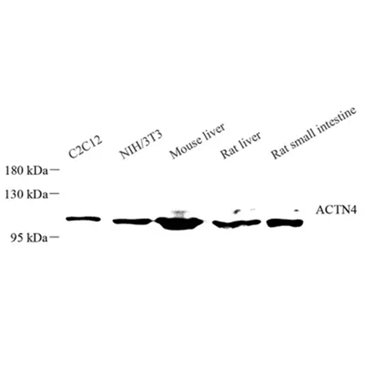 /Content/Upload/Product/GB113776_1200.png