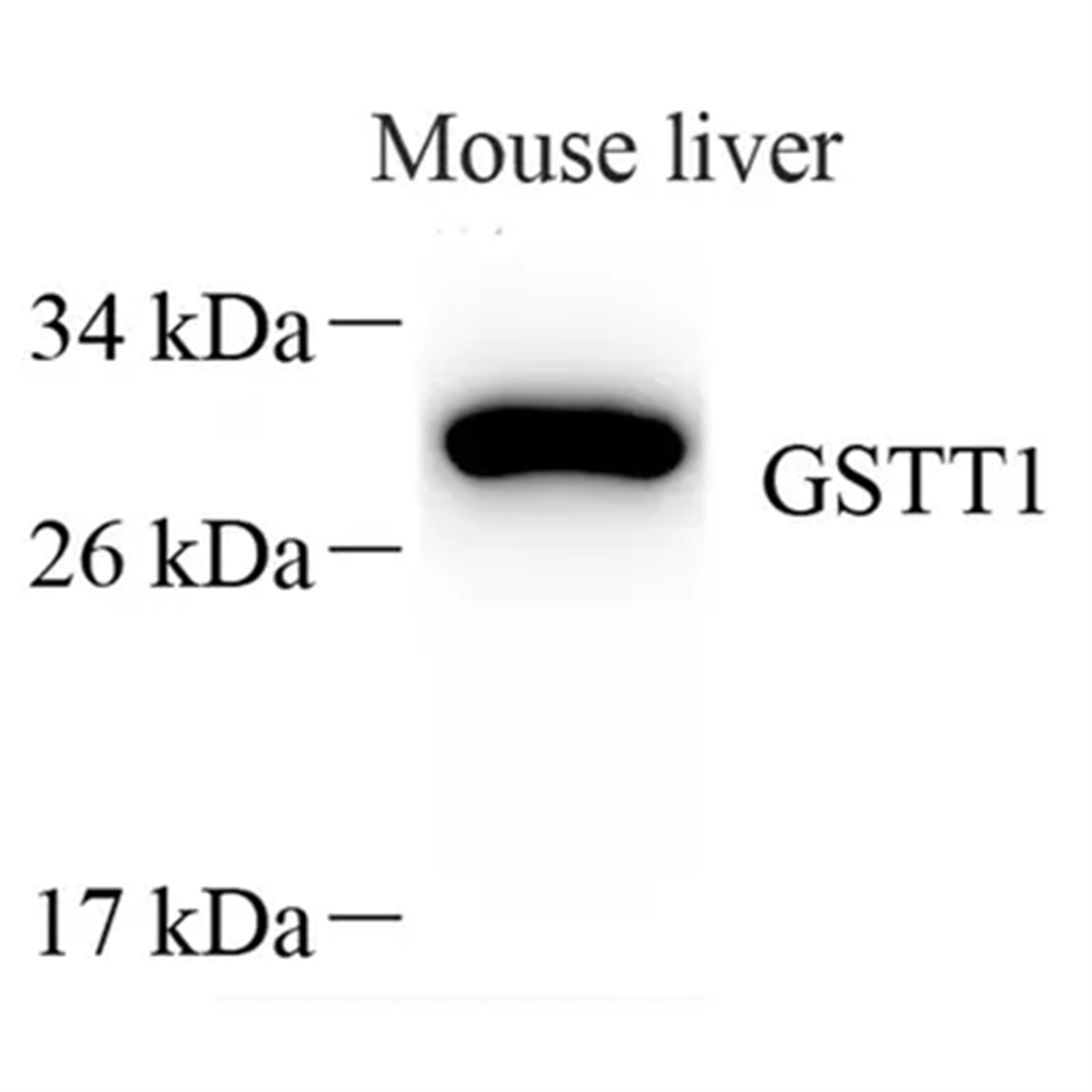 /Content/Upload/Product/GB113777_1200.png