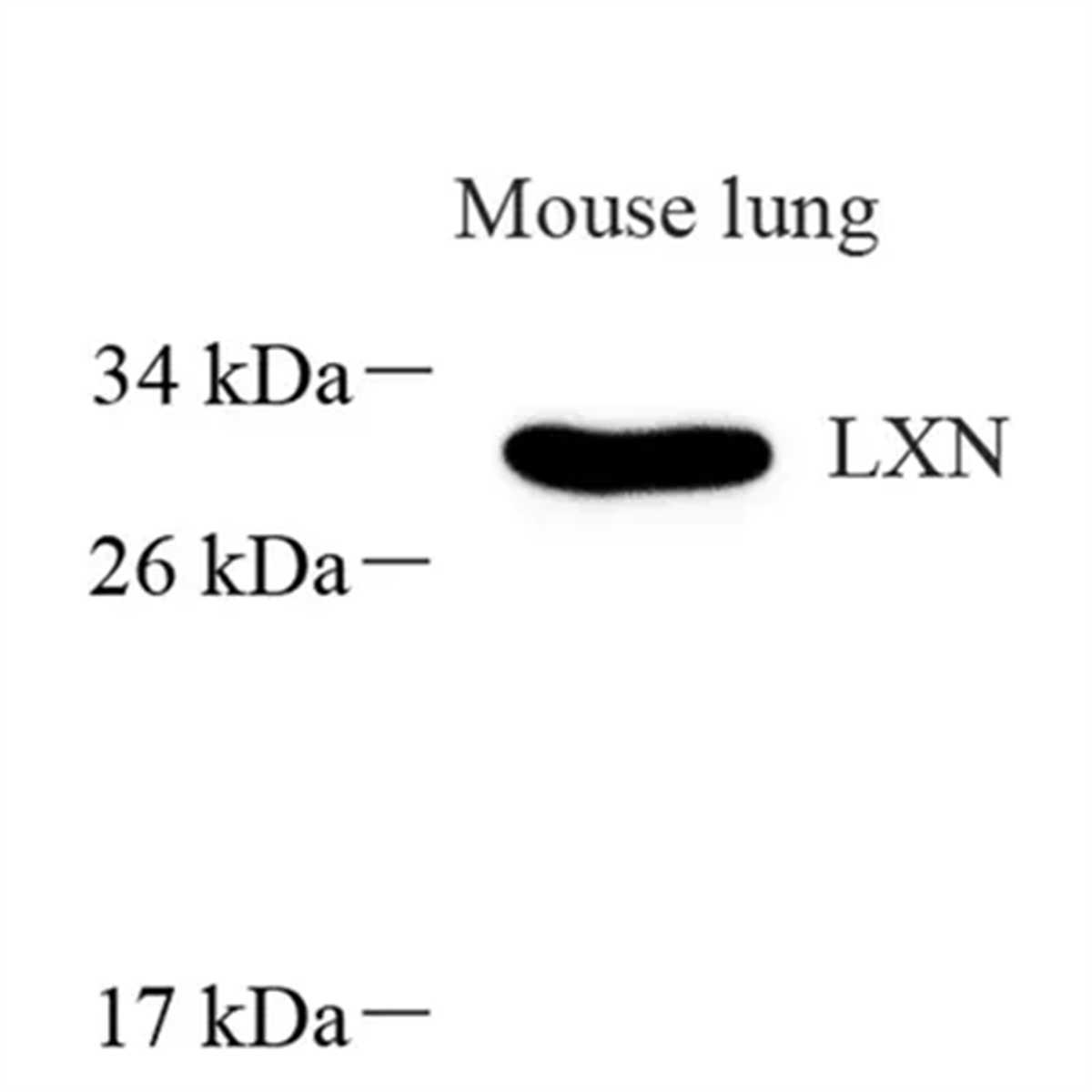 /Content/Upload/Product/GB113785_1200.png