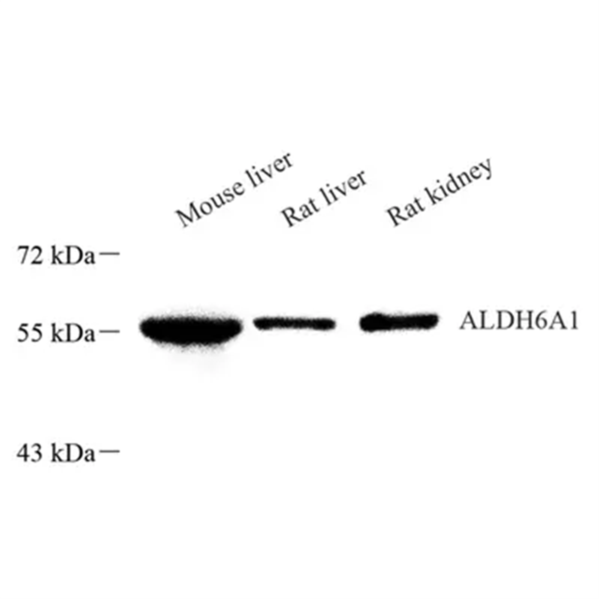 /Content/Upload/Product/GB113786_1200.png