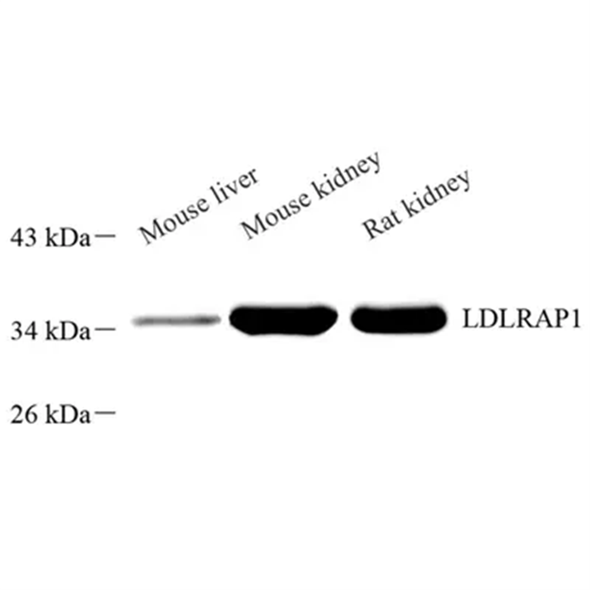 /Content/Upload/Product/GB113788_1200.png