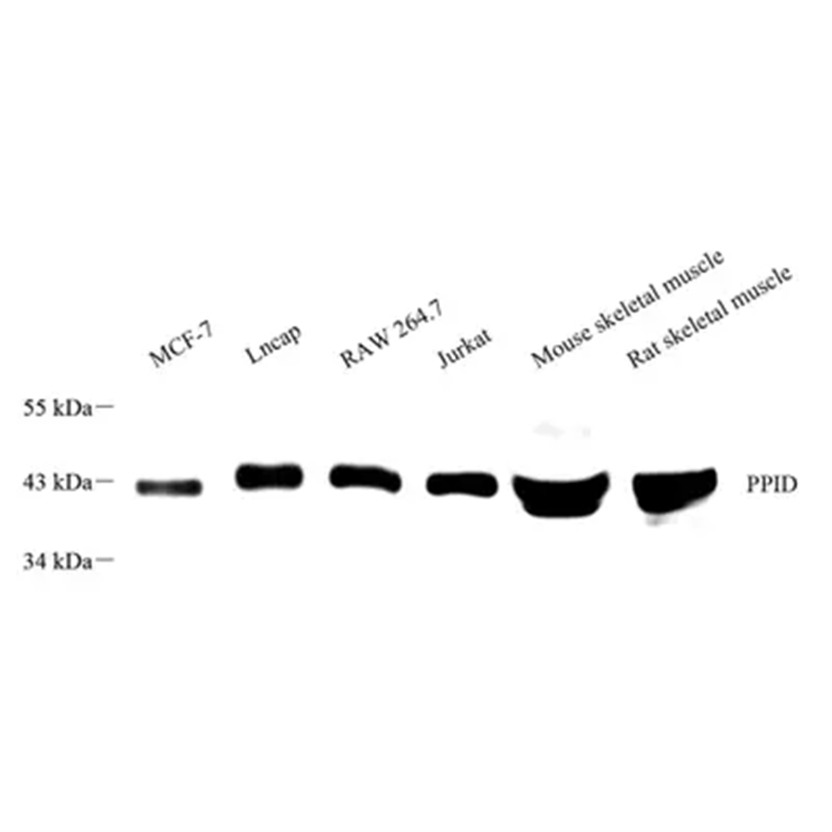 /Content/Upload/Product/GB113797_1200.png