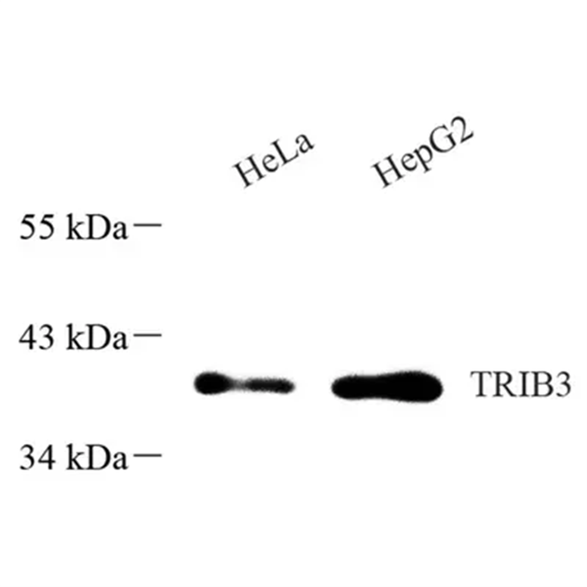 /Content/Upload/Product/GB113809_1200.png
