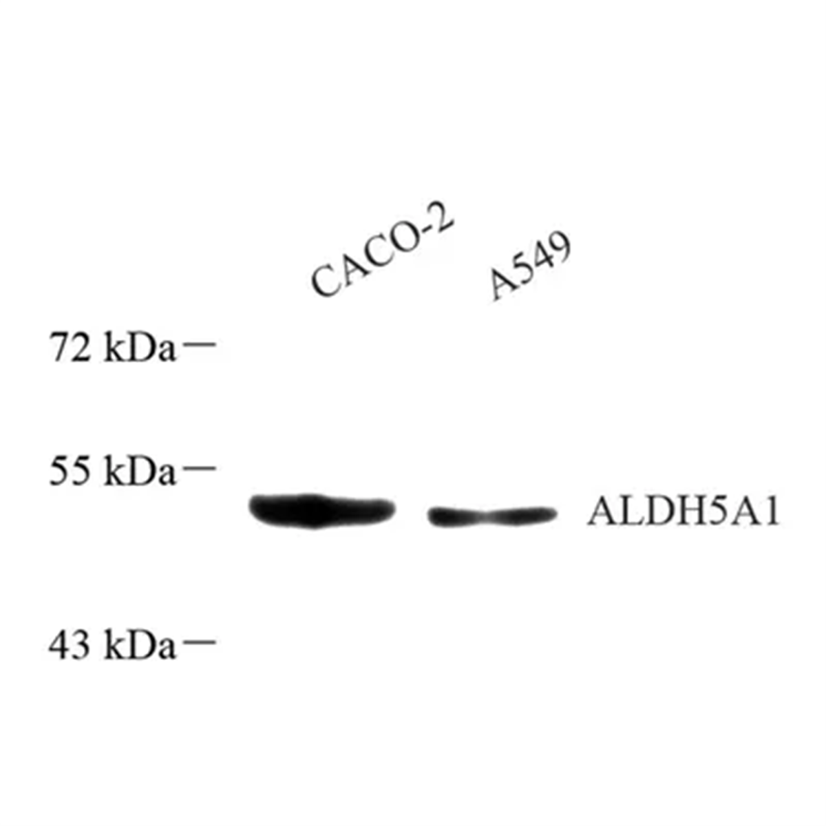 /Content/Upload/Product/GB113813_1200.png