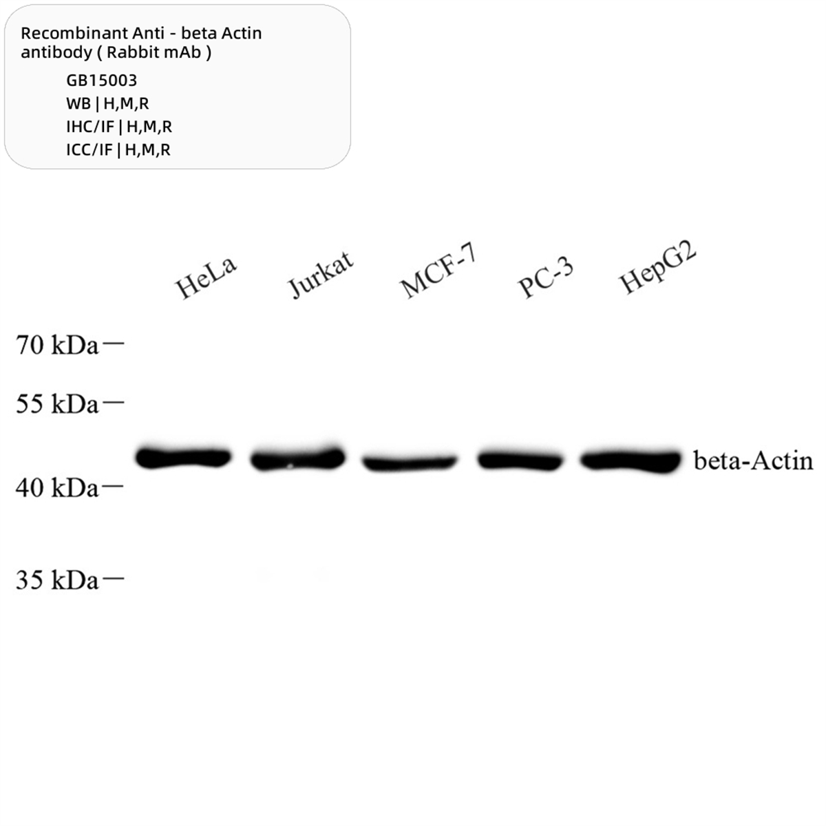 /Content/Upload/Product/GB15003-100-1_1200.png