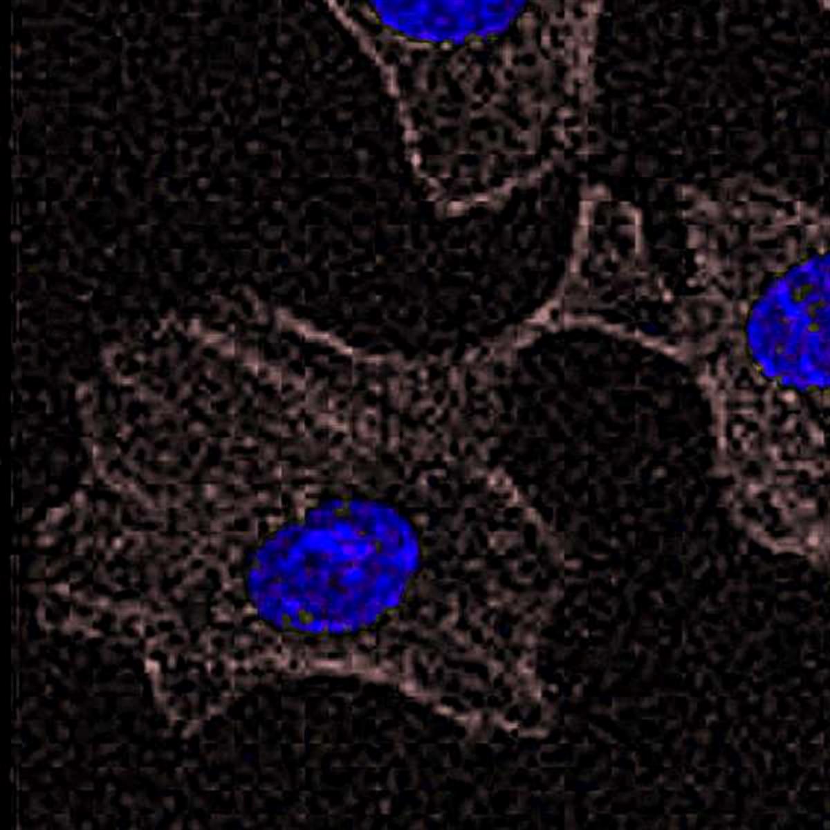 /Content/Upload/Product/GoatantimouseIgGFSD800_Diagnocine2_1200.jpg
