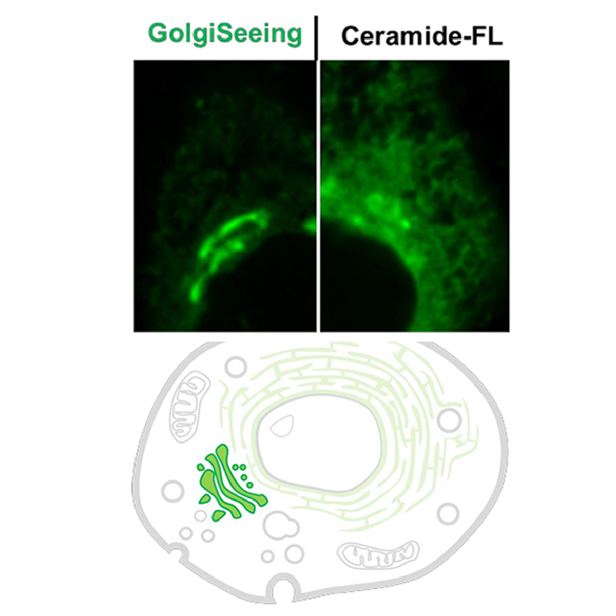 /Content/Upload/Product/Golgiseeing-Golgi-Apparatus-Green-FNK-FDV-0053-main--Diagnocine_1200.png