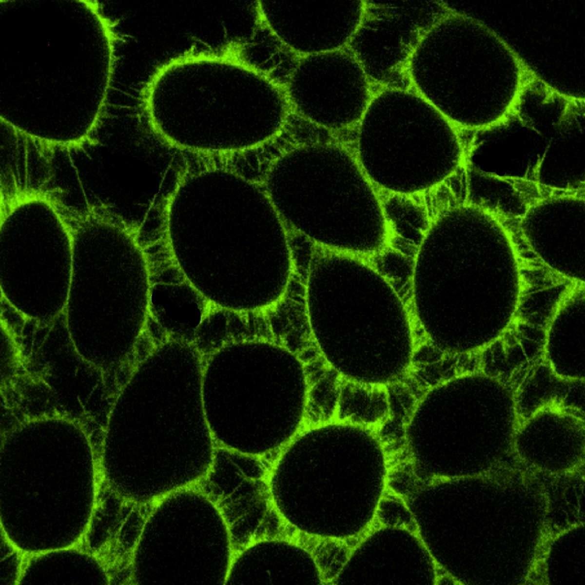 /Content/Upload/Product/GreenCellMembrane_1200.jpg