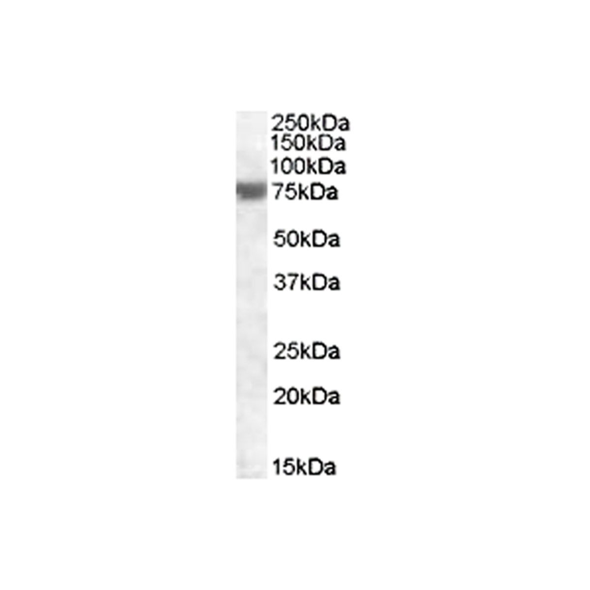 /Content/Upload/Product/KB3219GNPAF_1_1200.png