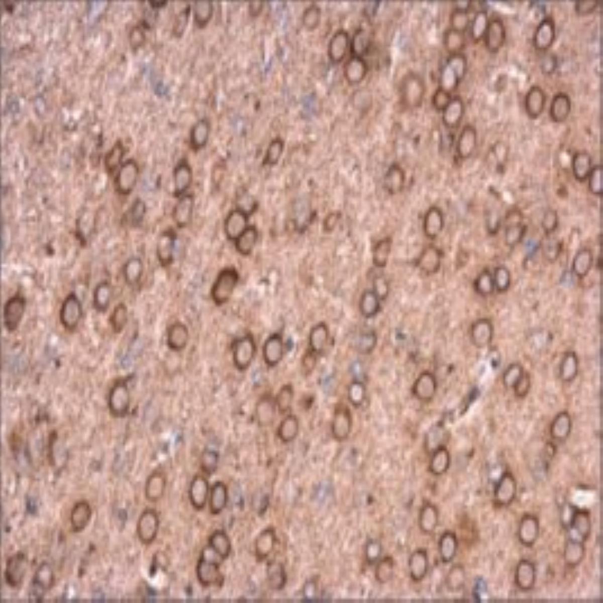 /Content/Upload/Product/KE0169GNPAF_fig1_1200.jpg