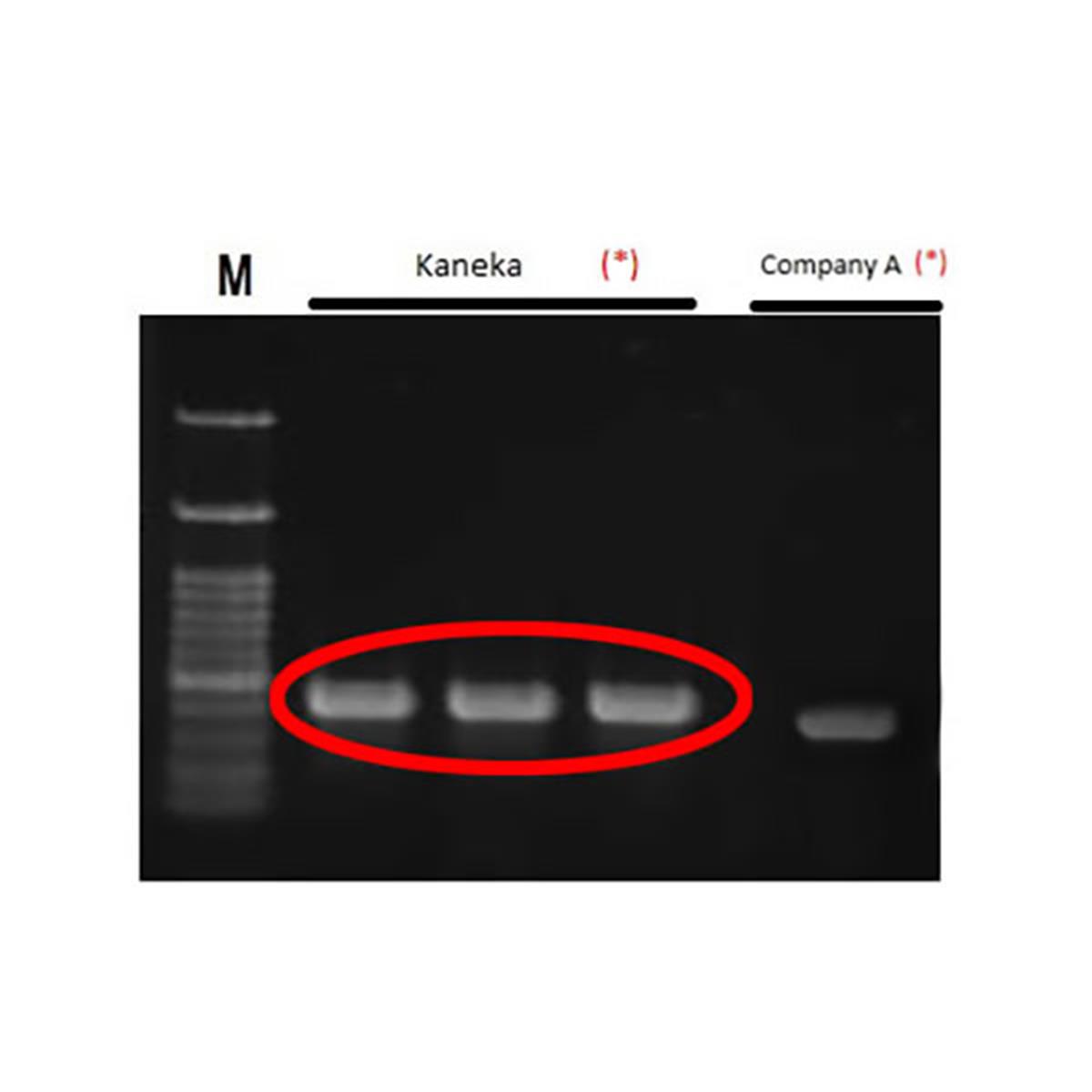/Content/Upload/Product/KNK_Easy-DNA-Extraction-Kit-and-DynaMarker-DNA-Ladder-600x600-Diagnocine_1200.jpg