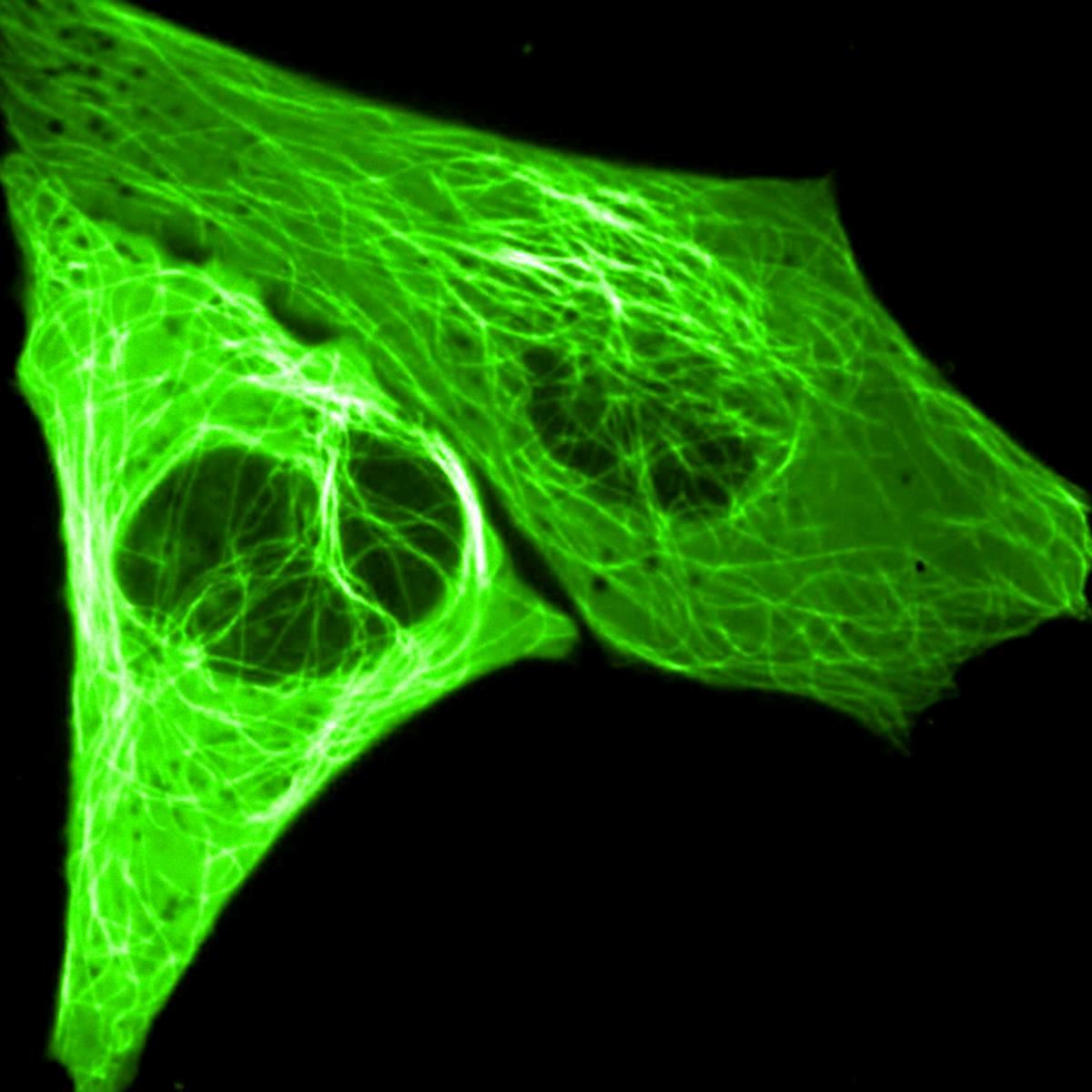/Content/Upload/Product/LicopersiconEsculentumLectinFSDFluor488_diagnocine_1200.jpg