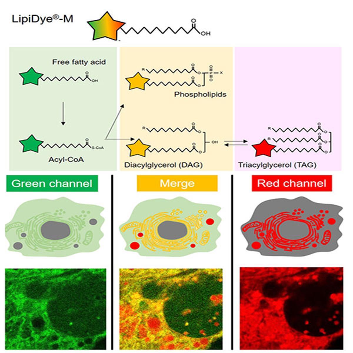 /Content/Upload/Product/LipiDye-M-Lipid-Metabolism-Tracer_FNK-FDV-0028_w600_Diagnocine_1200_1200.jpg