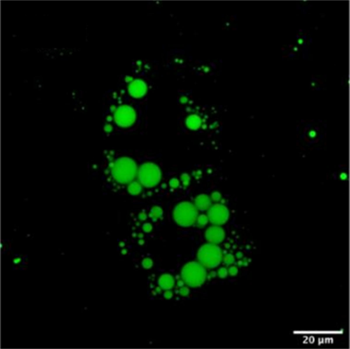 /Content/Upload/Product/LipiDye_II_1200.png
