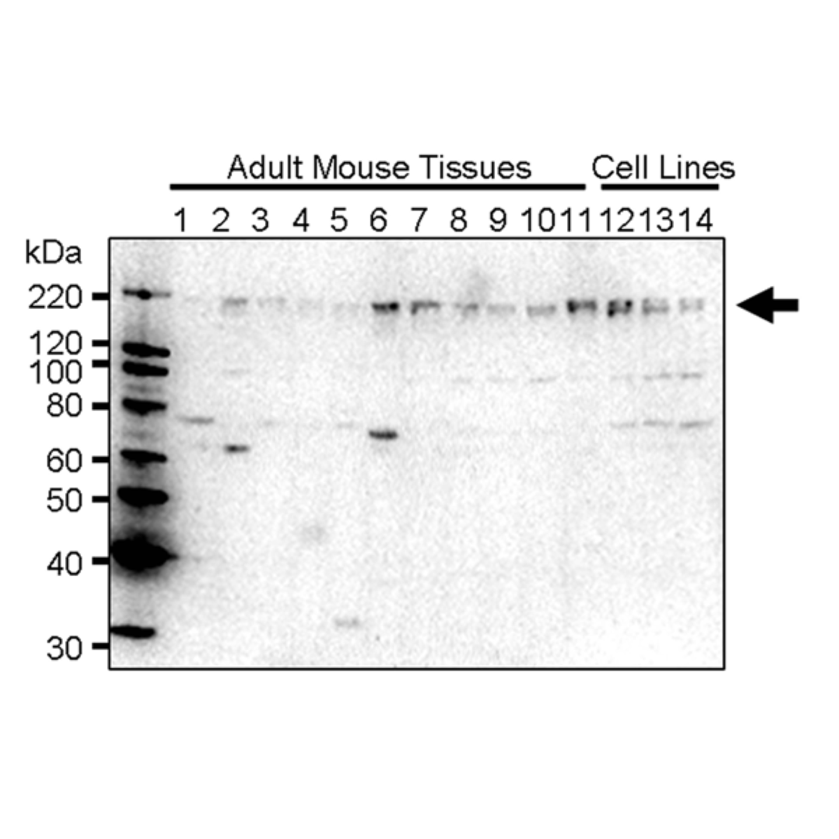 /Content/Upload/Product/MK03360310_fig1_1200.png