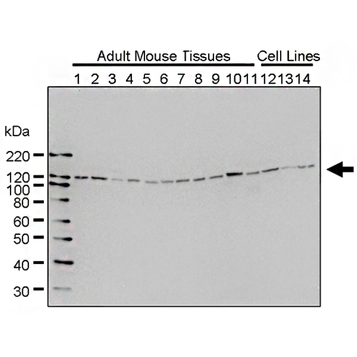 /Content/Upload/Product/MK05310505_fig1_1200.png