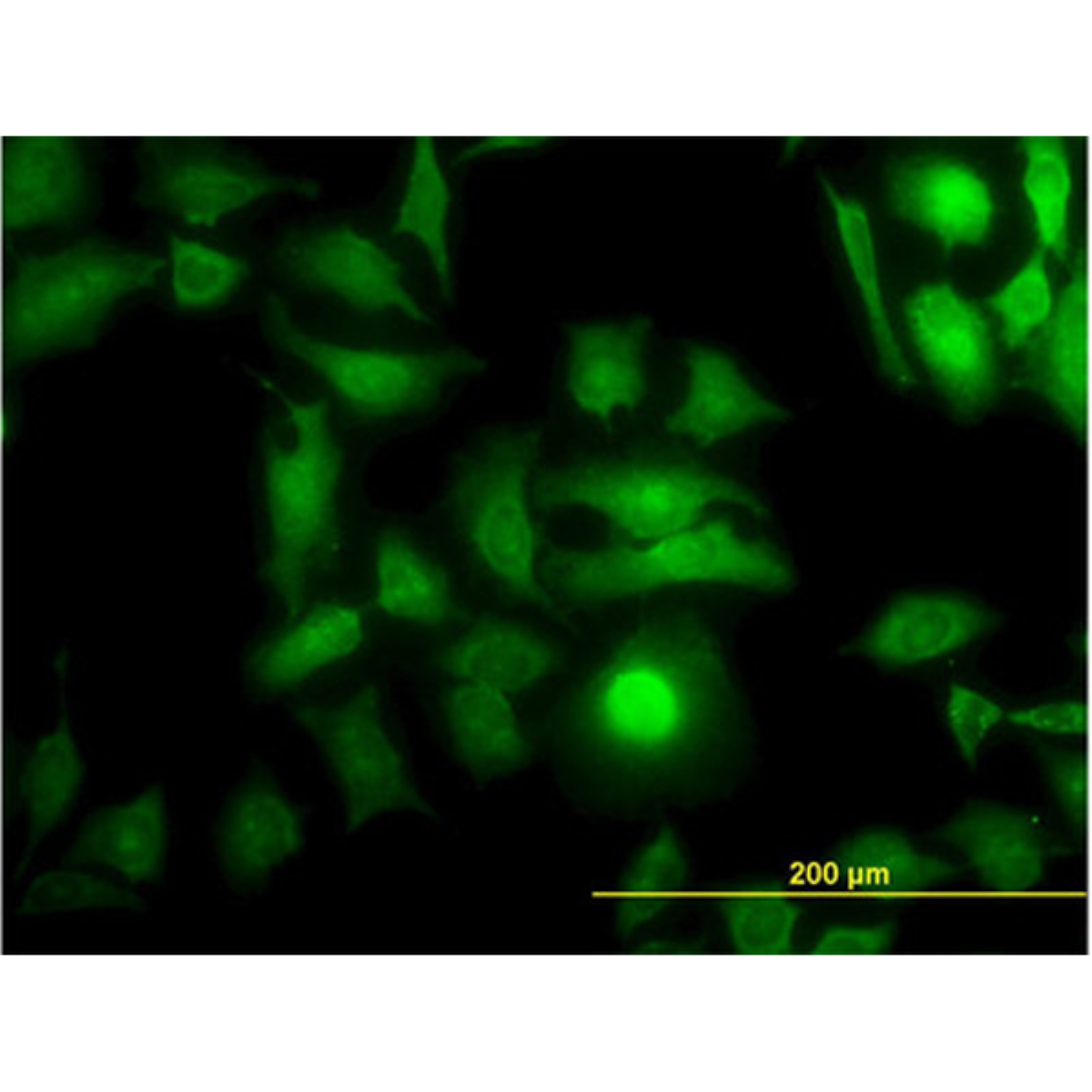 /Content/Upload/Product/MK07160910_fig1_1200.png
