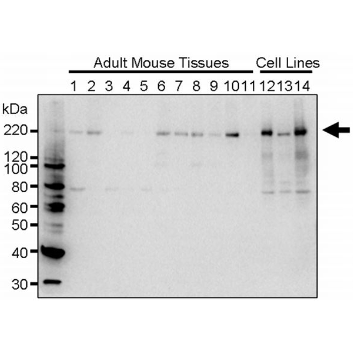 /Content/Upload/Product/MK12500310_fig1_1200.png