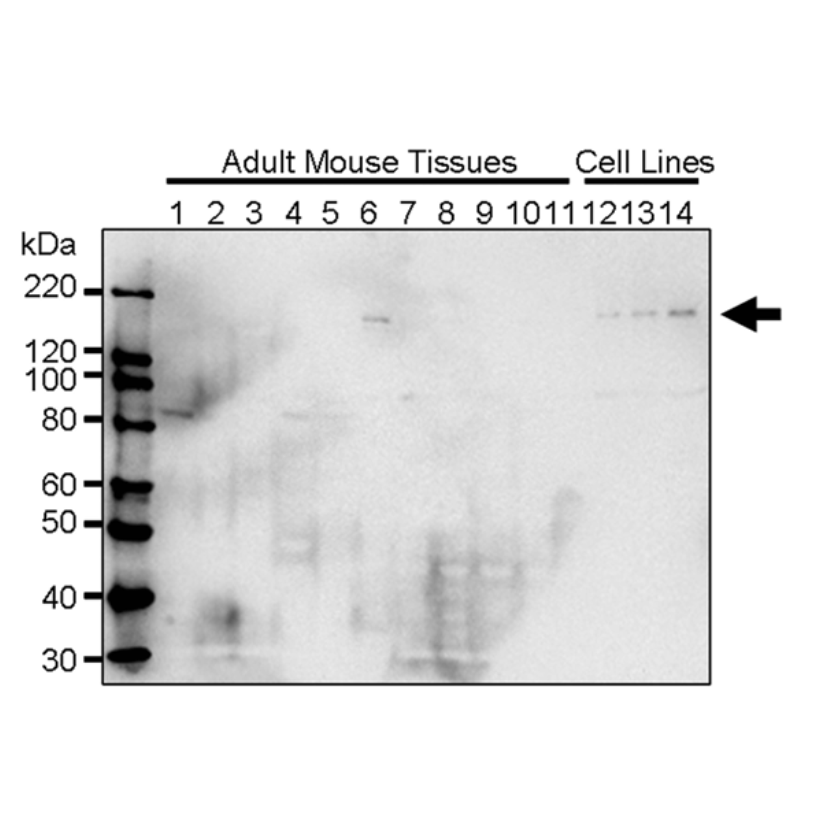 /Content/Upload/Product/MK14050310_fig1_1200.png