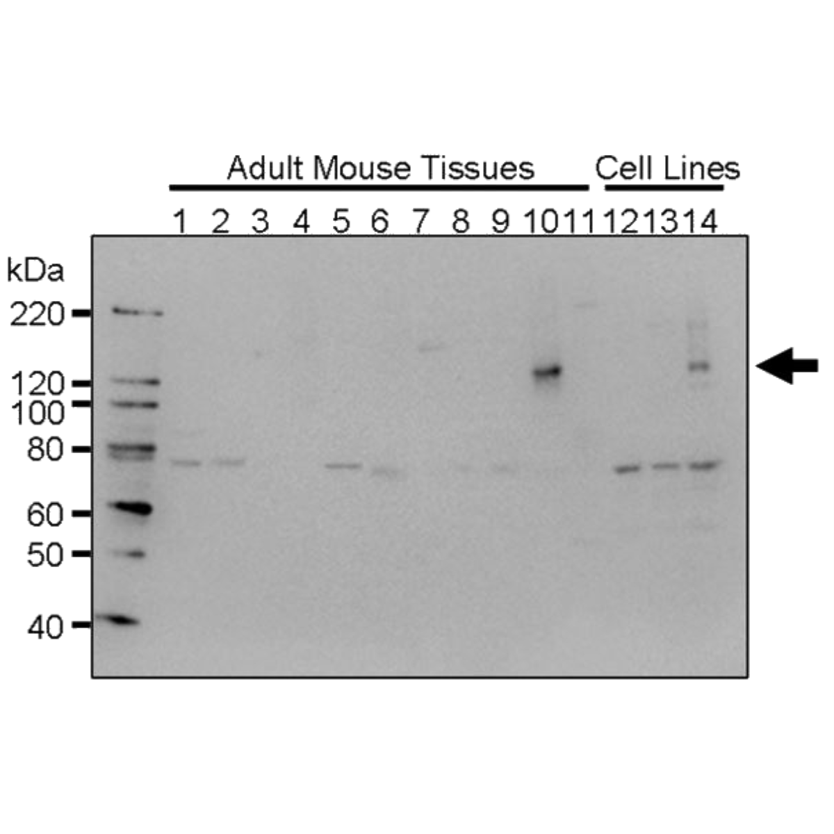 /Content/Upload/Product/MK14650310_fig1_1200.png