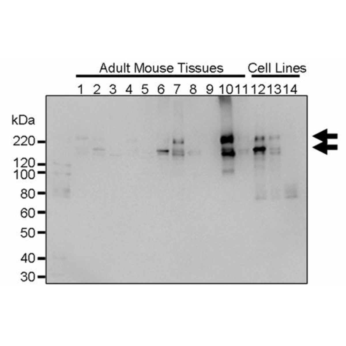 /Content/Upload/Product/MK17080310-fig1_1200.png