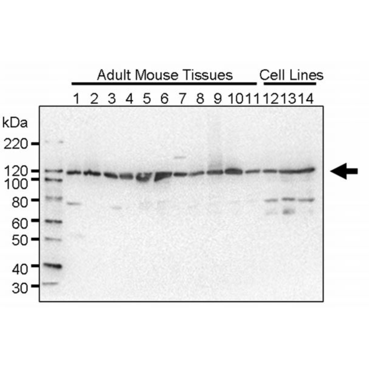 /Content/Upload/Product/MK40250310_fig1_1200.png
